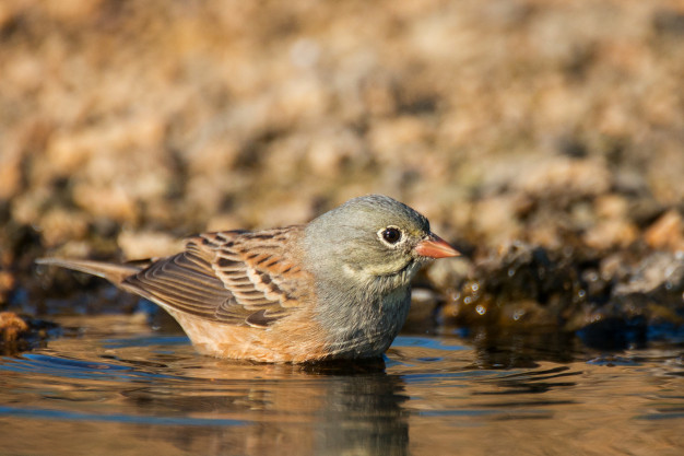 Ortolan